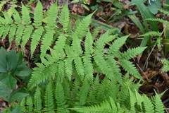 Athyrium yokoscense