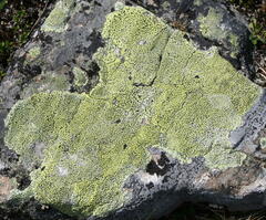 Rhizocarpon geographicum