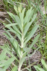 Euphorbia glareosa
