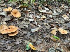 Clitocybe infundibuliformis