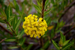 Asclepias barjoniifolia