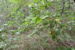 Corylus heterophylla