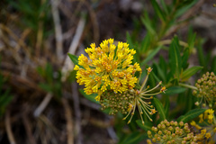 Asclepias barjoniifolia