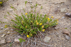 Asclepias barjoniifolia