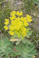 Euphorbia glareosa