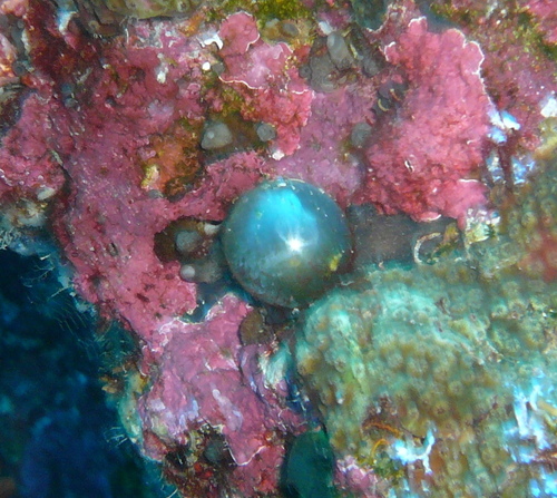 sailor's eyeball alga