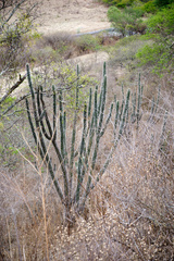 Harrisia tetracantha