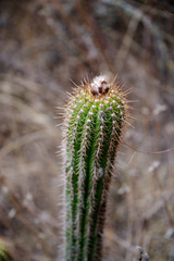 Trichocereus