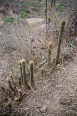 Trichocereus