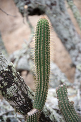Cleistocactus tominensis