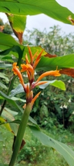 Canna tuerckheimii