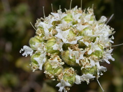 Origanum onites