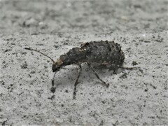 Anthribidae