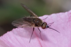 Phthiria