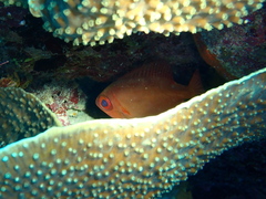 Heteropriacanthus carolinus