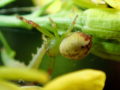 Australomisidia pilula