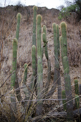 Cleistocactus tominensis