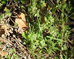 Ornithopus compressus