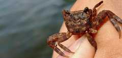 Brachyura