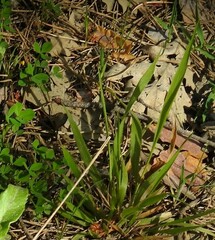 Luzula forsteri