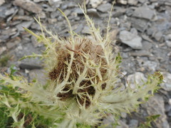 Cirsium spinosissimum