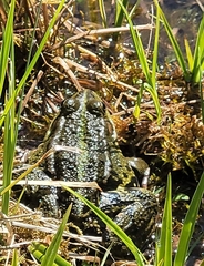 Pelophylax ridibundus