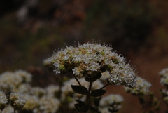 Origanum onites