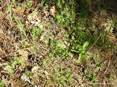 Ornithopus compressus