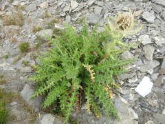 Cirsium spinosissimum