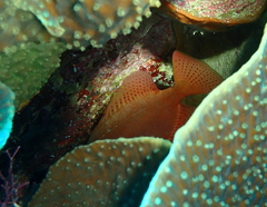Heteropriacanthus carolinus