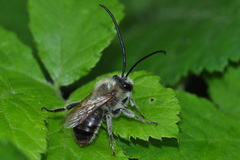 Eucera
