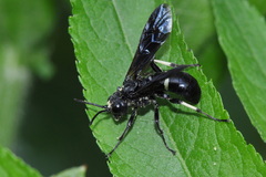 Tenthredo bifasciata