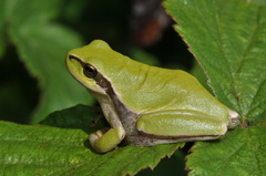 Hyla meridionalis