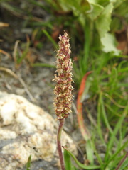 Plantago alpina