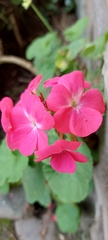 Pelargonium × hybridum