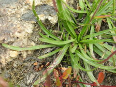 Plantago alpina