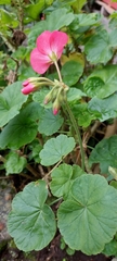 Pelargonium × hybridum