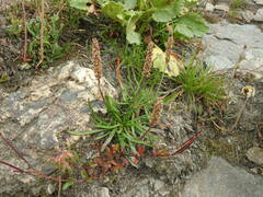 Plantago alpina