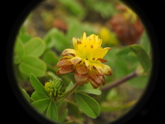Trifolium badium
