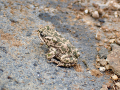 Bufotes boulengeri siculus