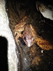 Limnonectes macrodon