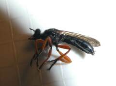 Laphria sadales