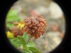 Trifolium badium
