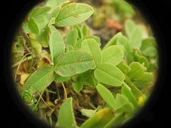 Trifolium badium
