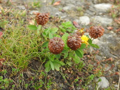 Trifolium badium