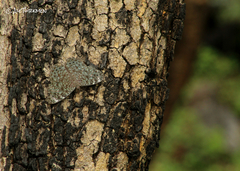 Hamadryas atlantis lelaps