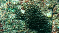 Palythoa grandiflora