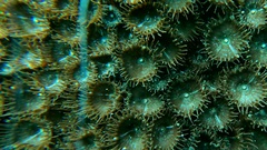 Palythoa grandiflora