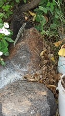 Microlophus albemarlensis