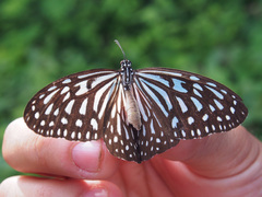 Ideopsis vulgaris